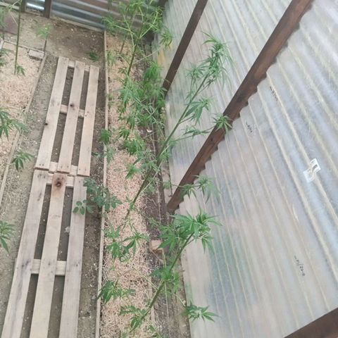 Las 9 valientas growlog timeline photo
