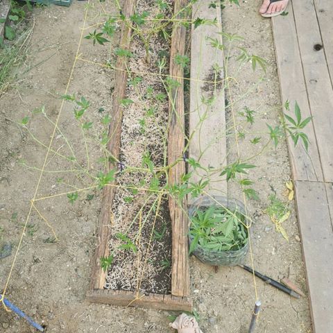Pinneaple Larry-Jacky White-Orange Blossom  growlog timeline photo