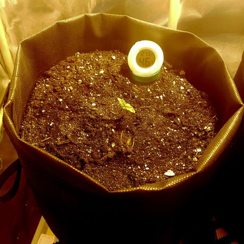 Jacky growlog timeline photo