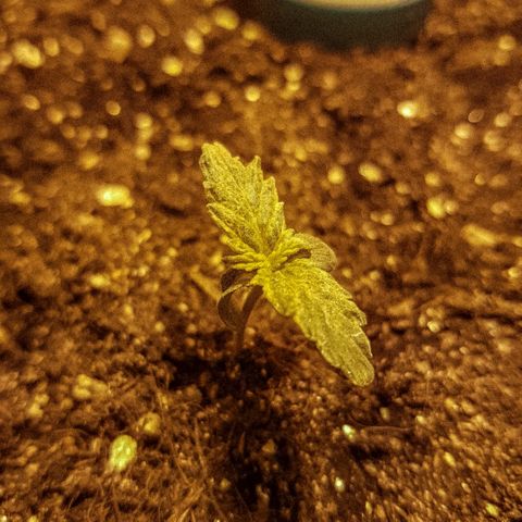 Jacky growlog timeline photo