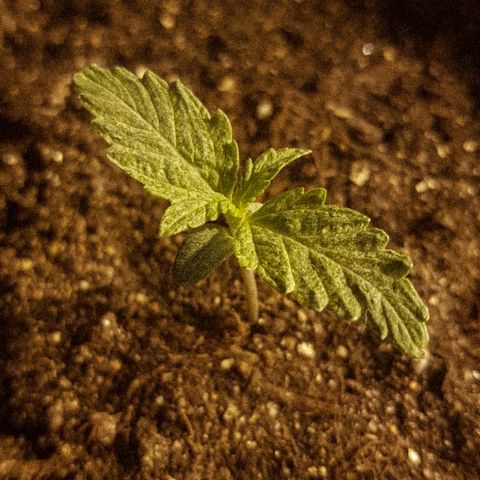 Jacky growlog photo: 9:00