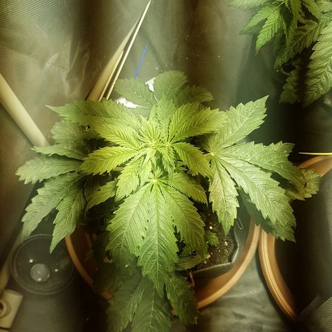 Jacky growlog timeline photo
