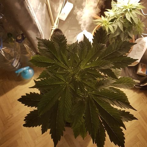 Jacky growlog timeline photo