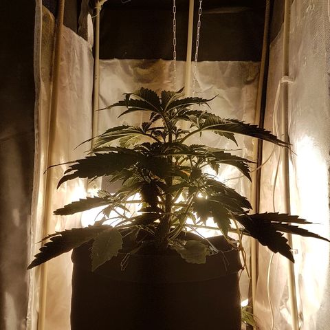 Jacky growlog timeline photo