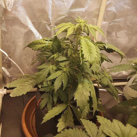 Jacky growlog timeline photo