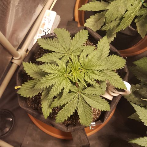 Sticky growlog timeline photo