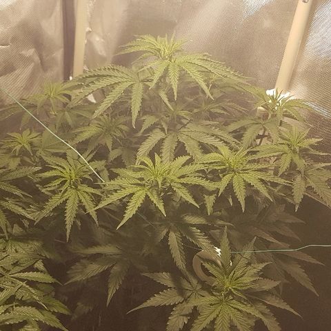 Sticky growlog timeline photo
