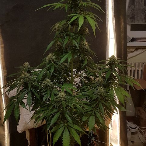 Jacky growlog timeline photo