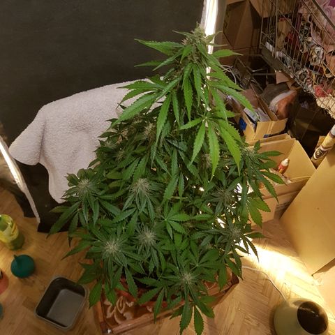 Jacky growlog timeline photo