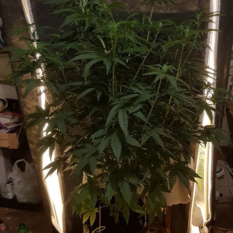 Sticky growlog timeline photo