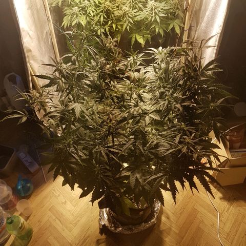 Sticky growlog timeline photo