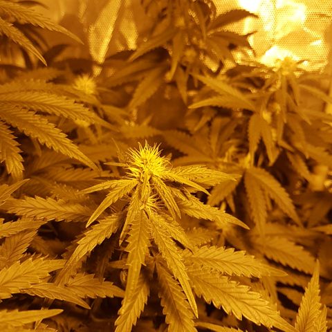 Sticky growlog timeline photo