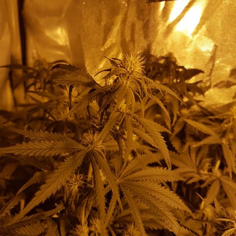 Sticky growlog timeline photo