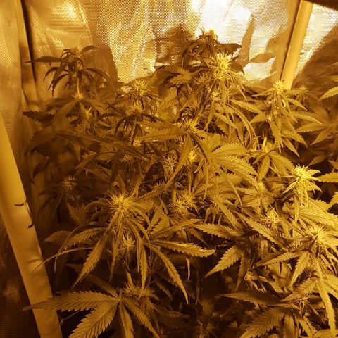 Sticky growlog timeline photo