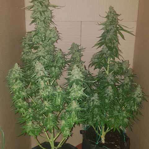 Jacky growlog timeline photo