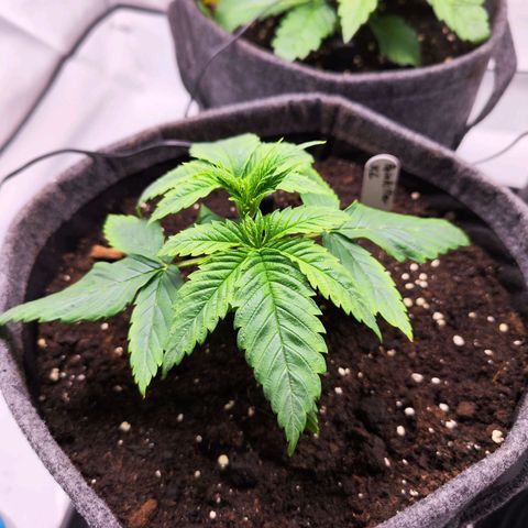 Painkiller XL growlog timeline photo