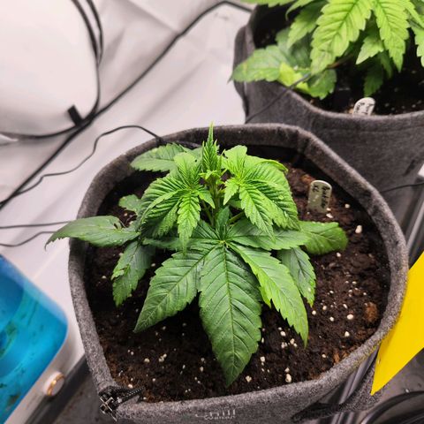 Painkiller XL growlog timeline photo