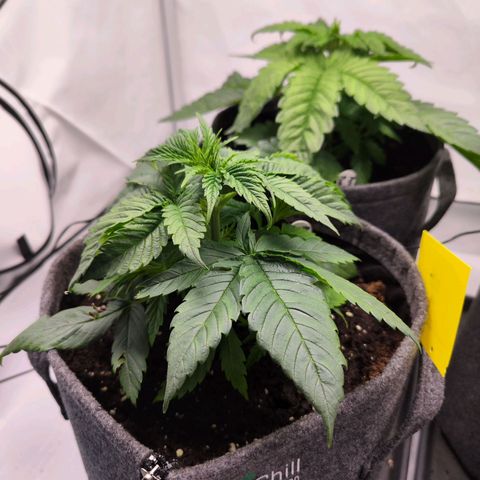 Painkiller XL growlog timeline photo