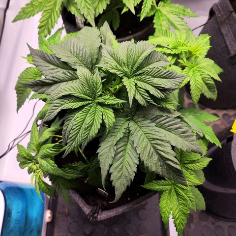 Painkiller XL growlog timeline photo