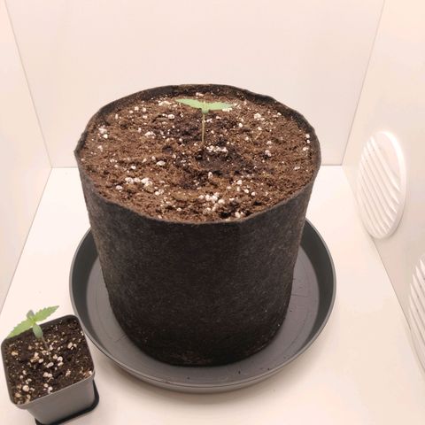 24K Auto Seed Supplier growlog timeline photo
