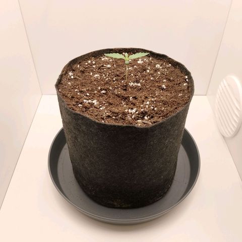 24K Auto Seed Supplier growlog timeline photo
