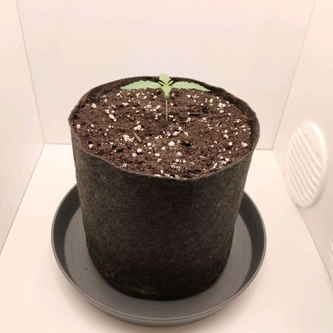 24K Auto Seed Supplier growlog timeline photo
