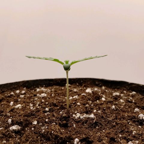 24K Auto Seed Supplier growlog timeline photo