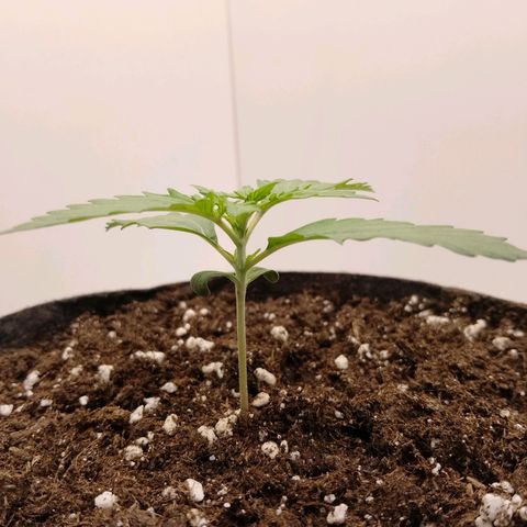 24K Auto Seed Supplier growlog timeline photo