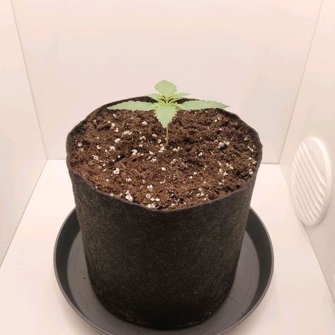 24K Auto Seed Supplier growlog timeline photo
