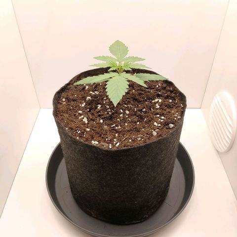 24K Auto Seed Supplier growlog timeline photo