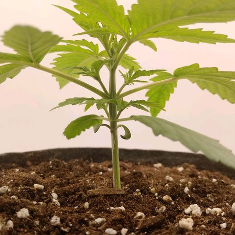 24K Auto Seed Supplier growlog timeline photo