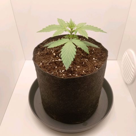 24K Auto Seed Supplier growlog timeline photo