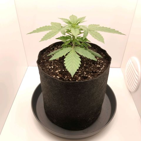 24K Auto Seed Supplier growlog timeline photo