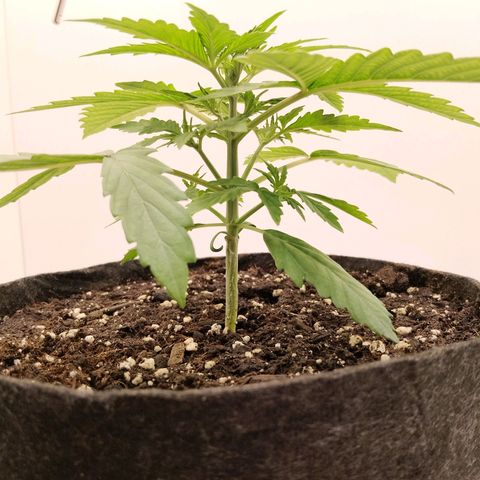 24K Auto Seed Supplier growlog timeline photo