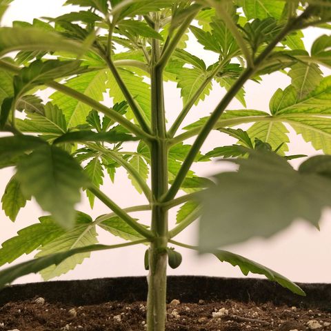24K Auto Seed Supplier growlog timeline photo