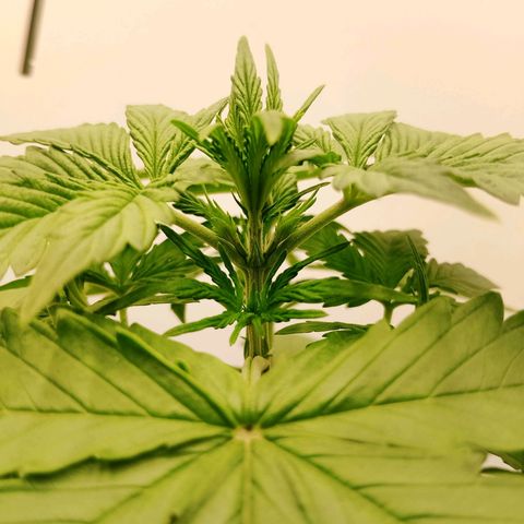24K Auto Seed Supplier growlog timeline photo