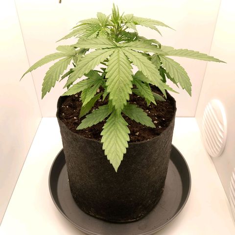 24K Auto Seed Supplier growlog timeline photo