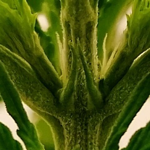 24K Auto Seed Supplier growlog timeline photo