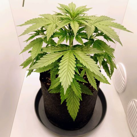 24K Auto Seed Supplier growlog timeline photo