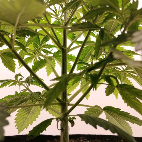 24K Auto Seed Supplier growlog timeline photo