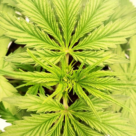 24K Auto Seed Supplier growlog timeline photo