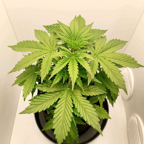 24K Auto Seed Supplier growlog timeline photo