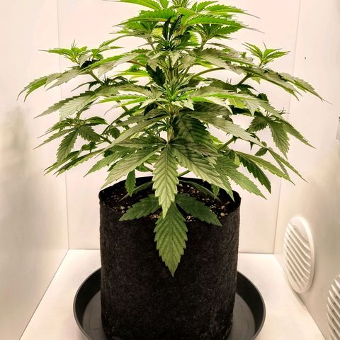 24K Auto Seed Supplier growlog timeline photo