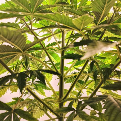 24K Auto Seed Supplier growlog timeline photo