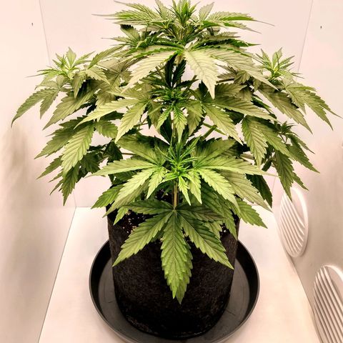 24K Auto Seed Supplier growlog timeline photo
