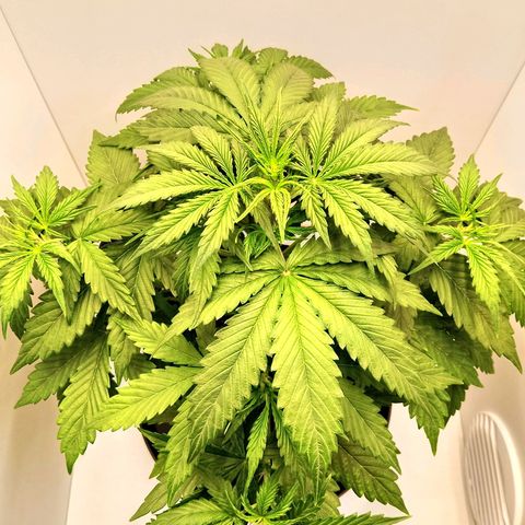 24K Auto Seed Supplier growlog timeline photo