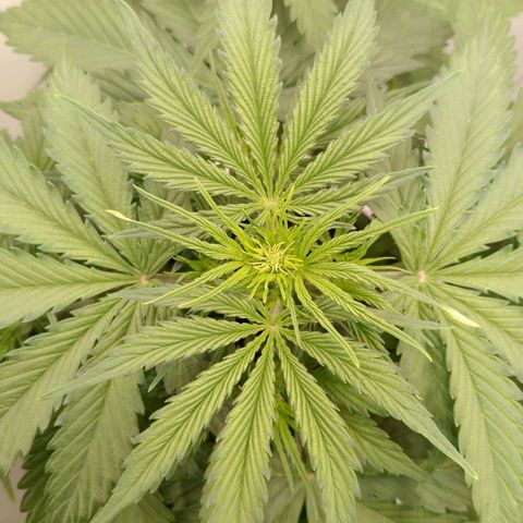 24K Auto Seed Supplier growlog timeline photo