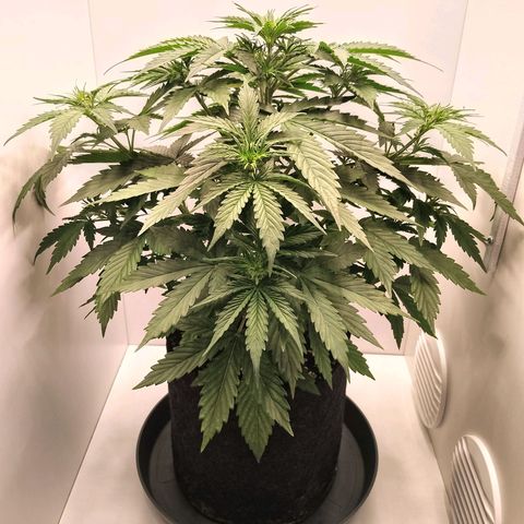 24K Auto Seed Supplier growlog timeline photo