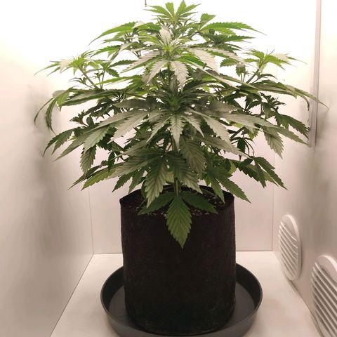24K Auto Seed Supplier growlog timeline photo