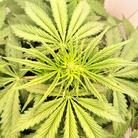 24K Auto Seed Supplier growlog timeline photo